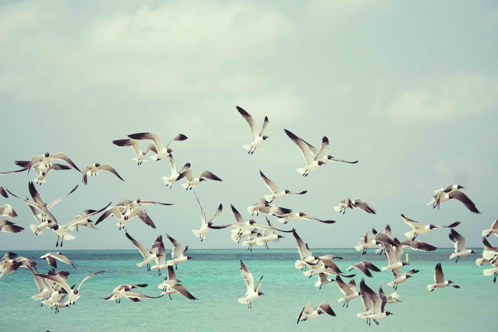 Best Poems on Inspiration on Seagulls flying