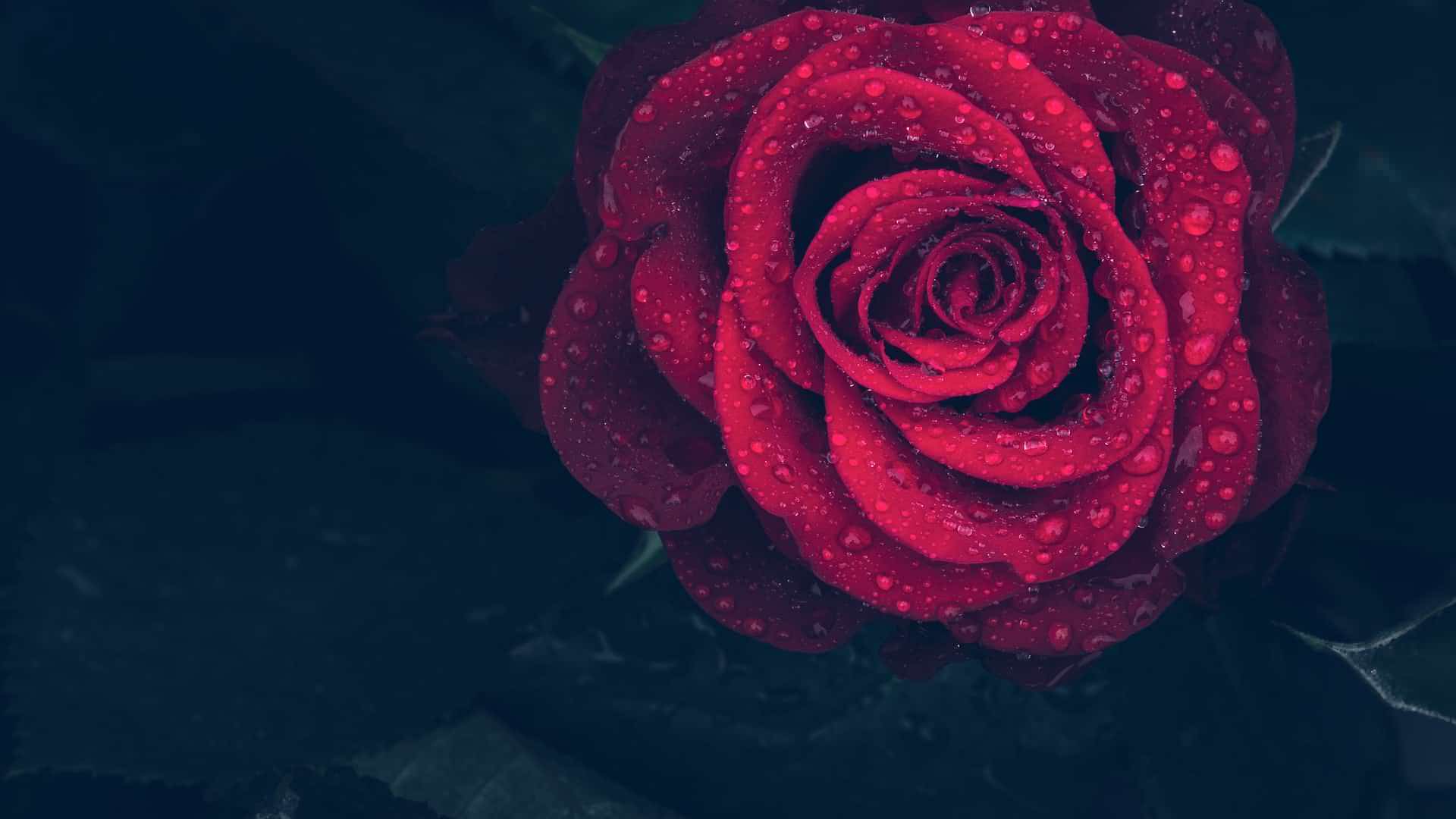 A Rose 